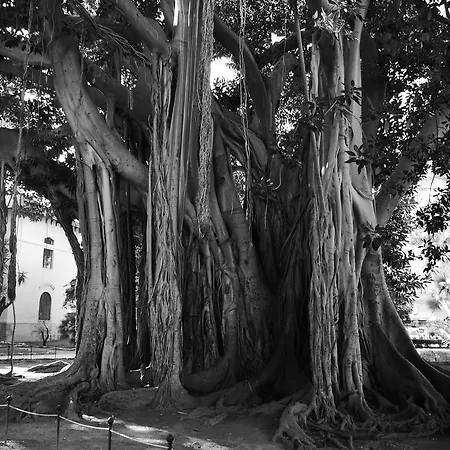 Giardino Dell’alloro - Locazioni Turistiche 3*