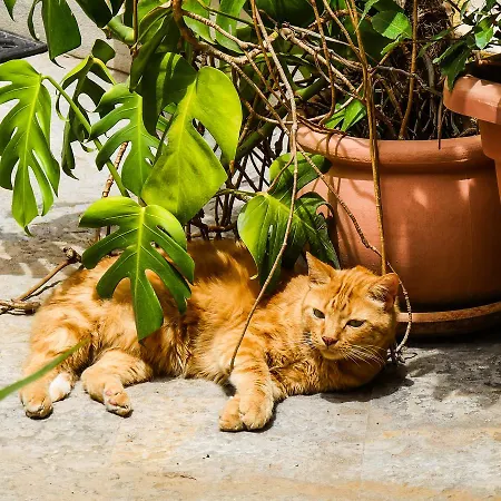 Giardino Dell’alloro - Locazioni Turistiche Bed & Breakfast Palermo